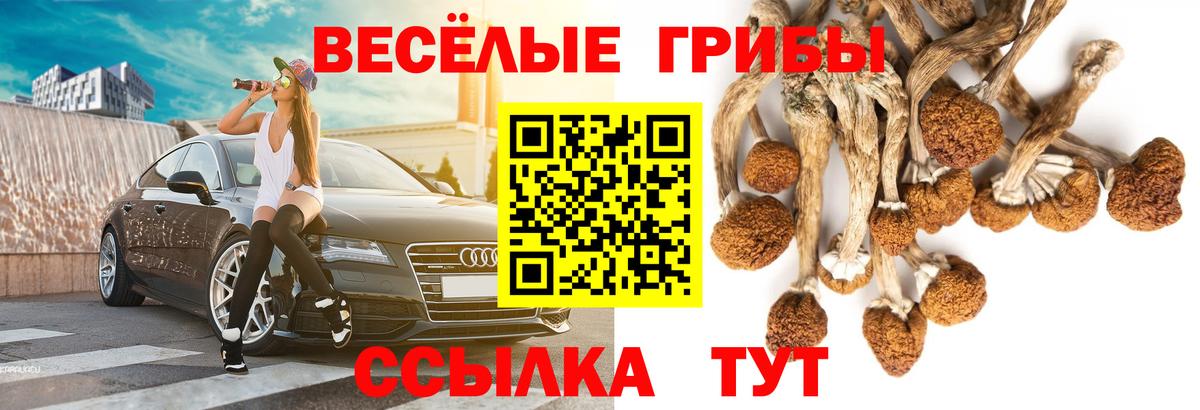 Моздок  Псилоцибиновые грибы Cubensis  Вход с VPN 