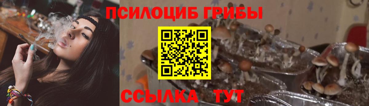 Псилоцибиновые грибы GOLDEN TEACHER Моздок
